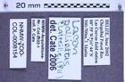 Etiketten zu Lacon palliatus (NHMW-ZOO-COL-0008154)